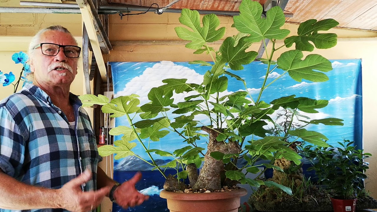 La gran estaca de higuera comentar su forma de cultivo y poda jardín de bonsai de Antonio Ruiz