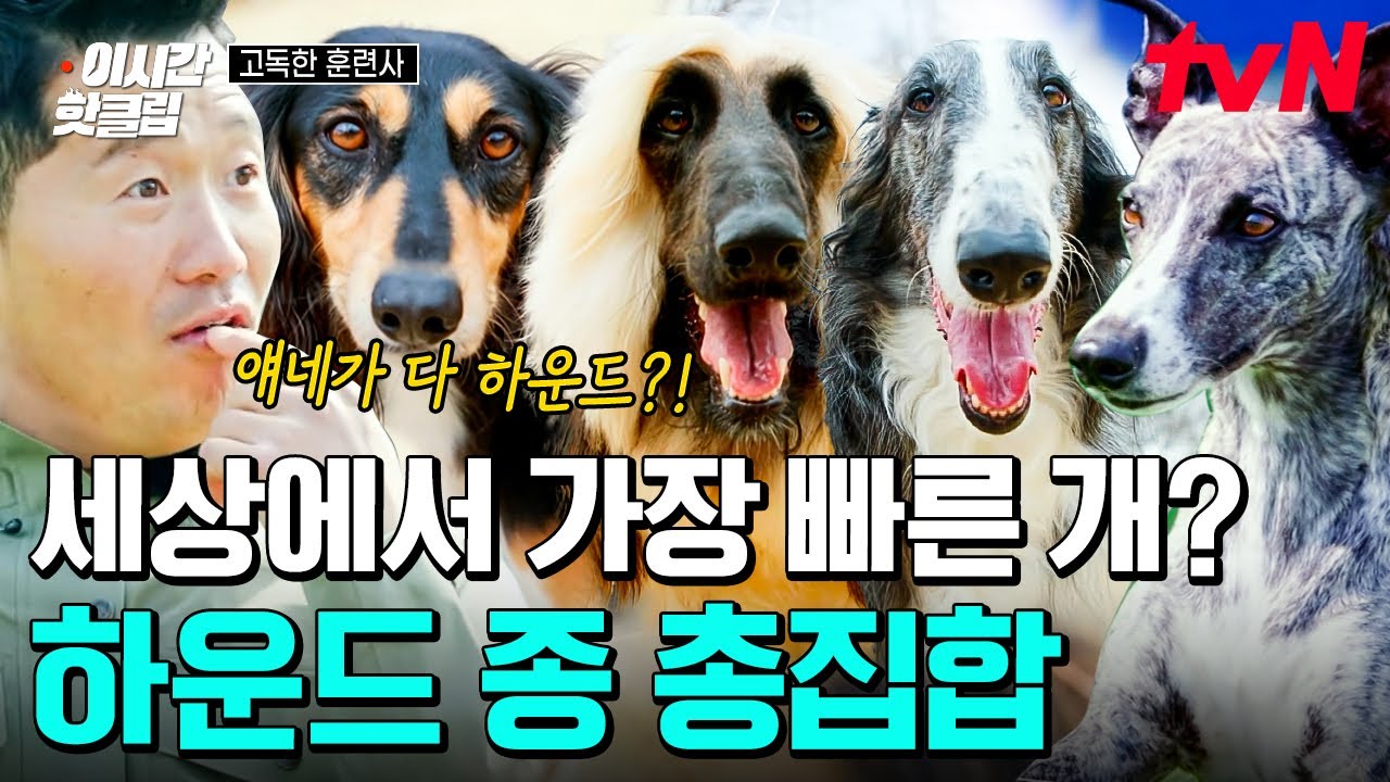 강형욱도 신기하구멍🐶 압도적 스피드 X 뛰어난 시력 X 다부진 몸매! 어디에서도 볼 수 없던 하운드 종 총집합! | 고독한훈련사