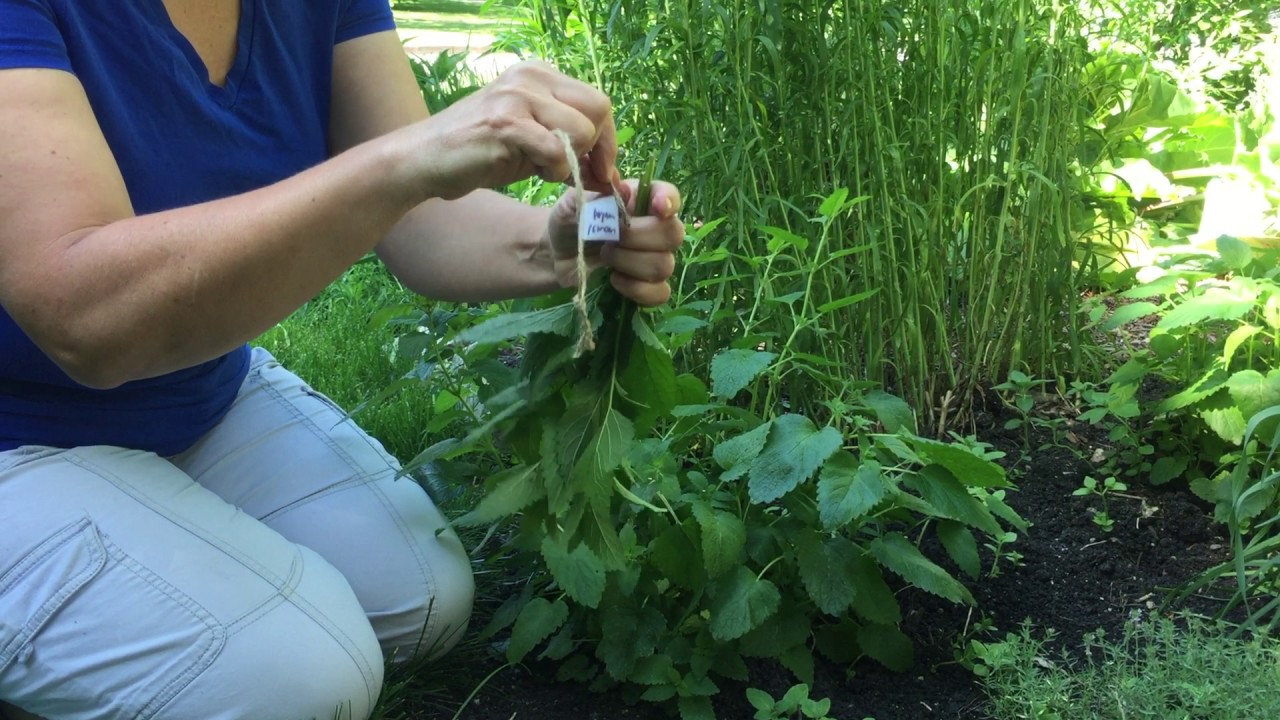 How to Cut and Dry Lemon Balm