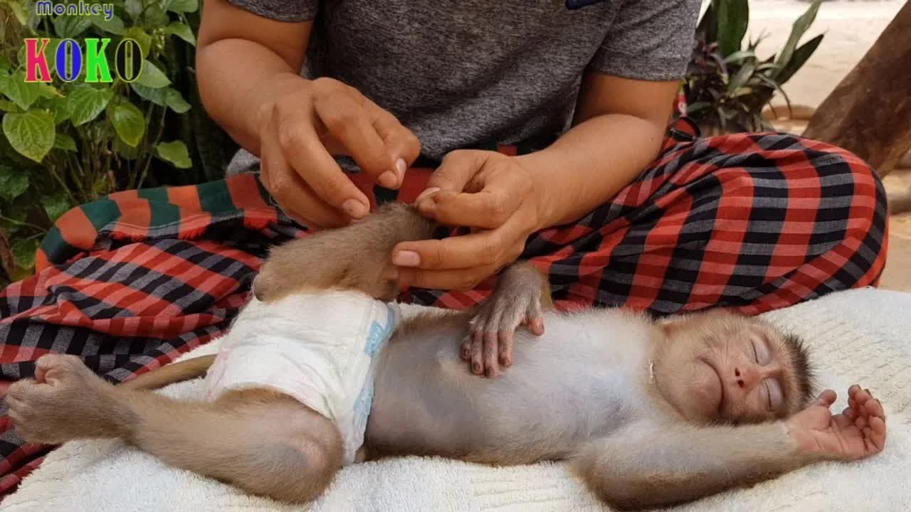 Monkey Koko Warmly Napping Because Mom Gently Groom