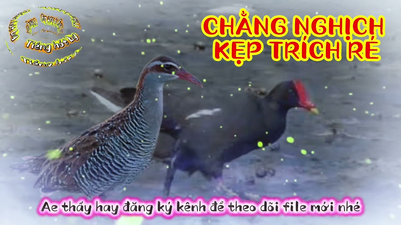 TIẾNG CHẰNG NGHỊCH KẸP TRÍCH RÉ 