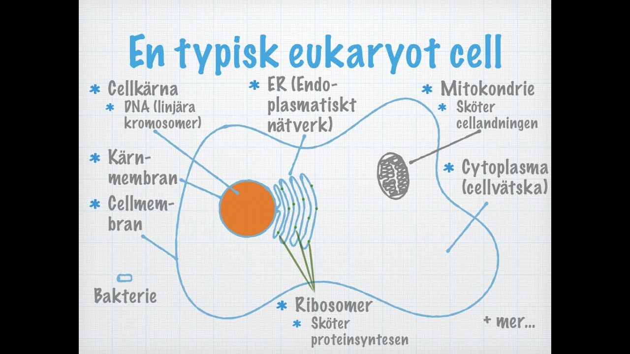 Tre typer av celler (gammal)