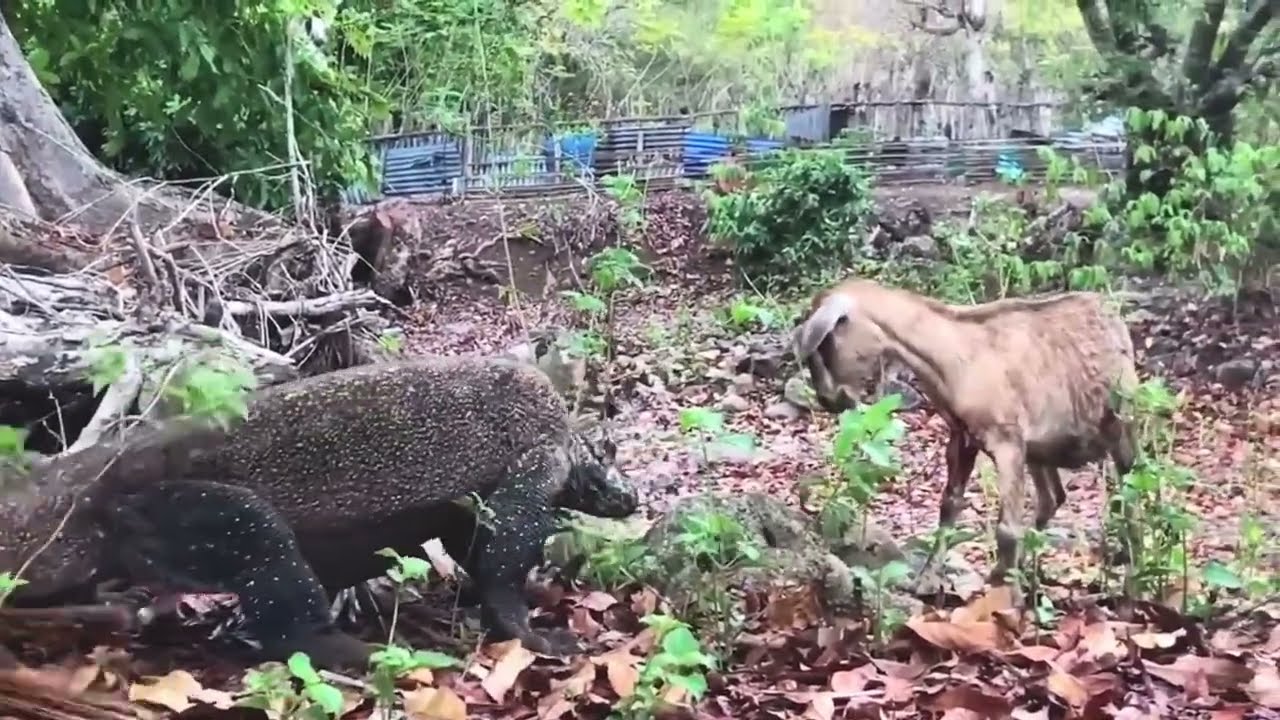Komodo Dragon vs Goat