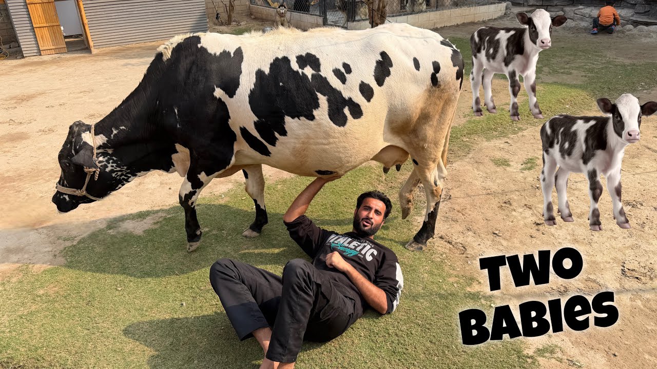 Hmari Gaaiya K 2 2 Bachy INSHALLAH 😍