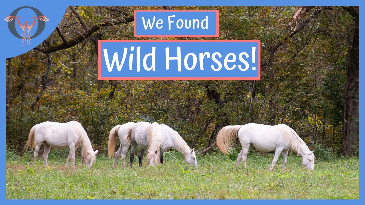 In Search of Wild Horses | RV LIfe