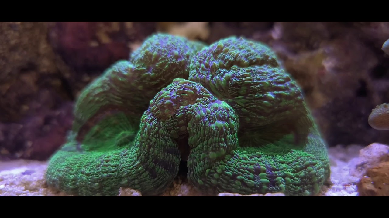 Red Sea Reefer XL-200 (53g) - Progress! Mandarin dragonet added...