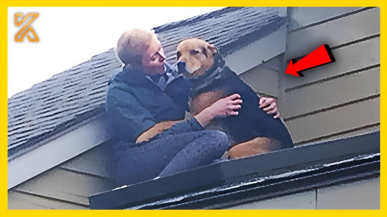 🐾🤣Funniest ANIMALS Videos 2025 That Will Blow Your Mind! 🚀