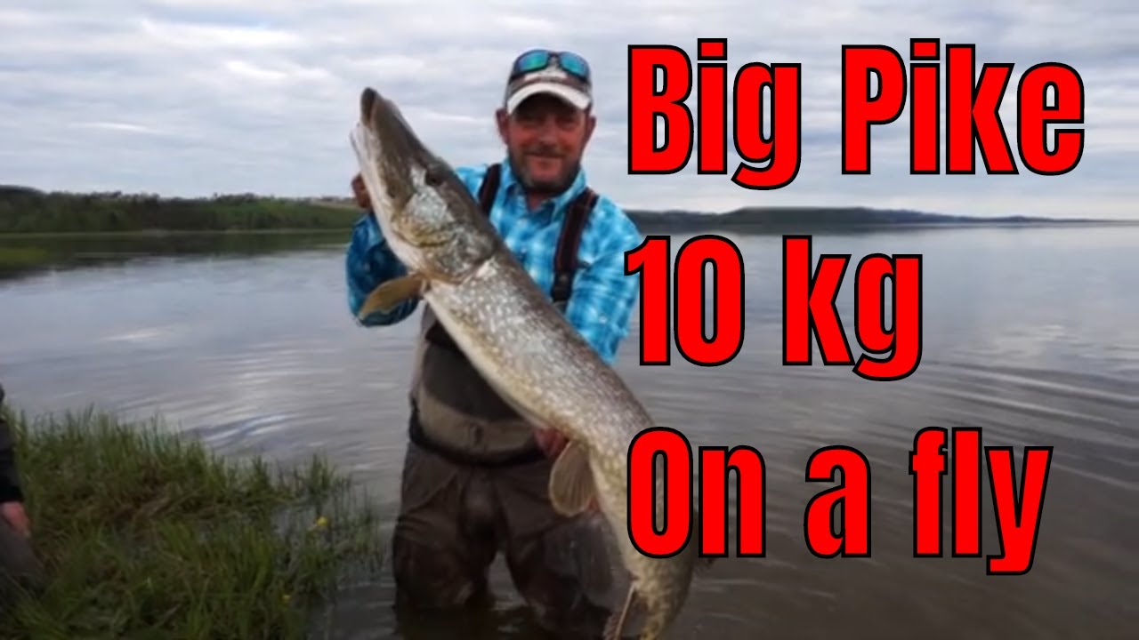 Big Mama on a Fly - Pike fishing / Fluefiske etter stor gjedde