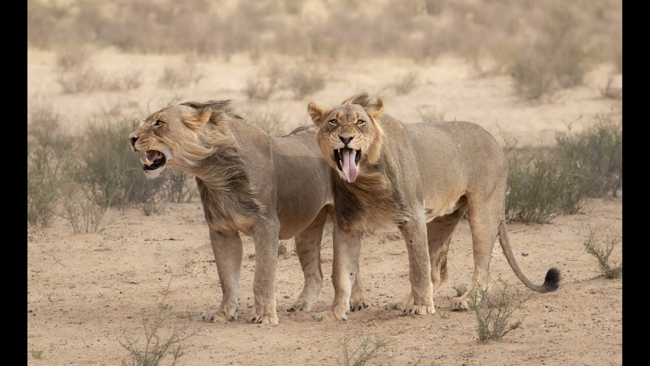 KGALAGADI A HARSH PARADISE