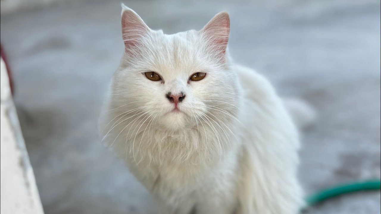 Daily Live Kitten !! ❤️🥰😍 #youtubeshorts 