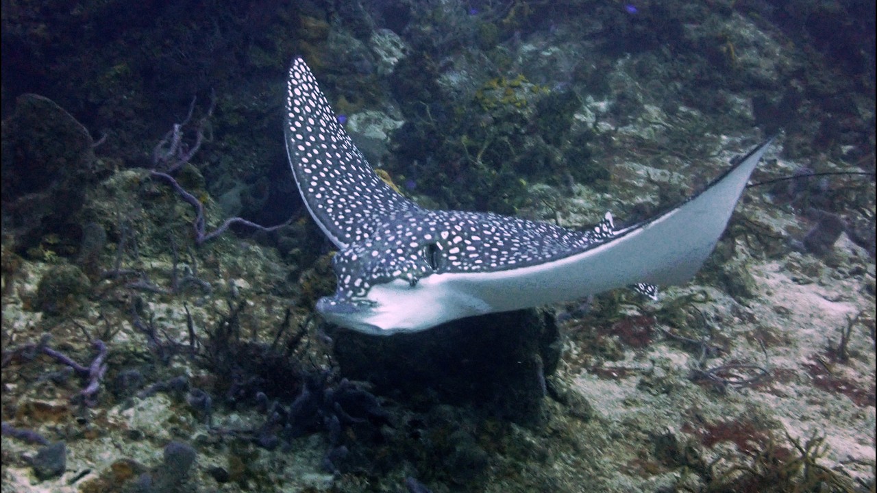 cozumel march 2026