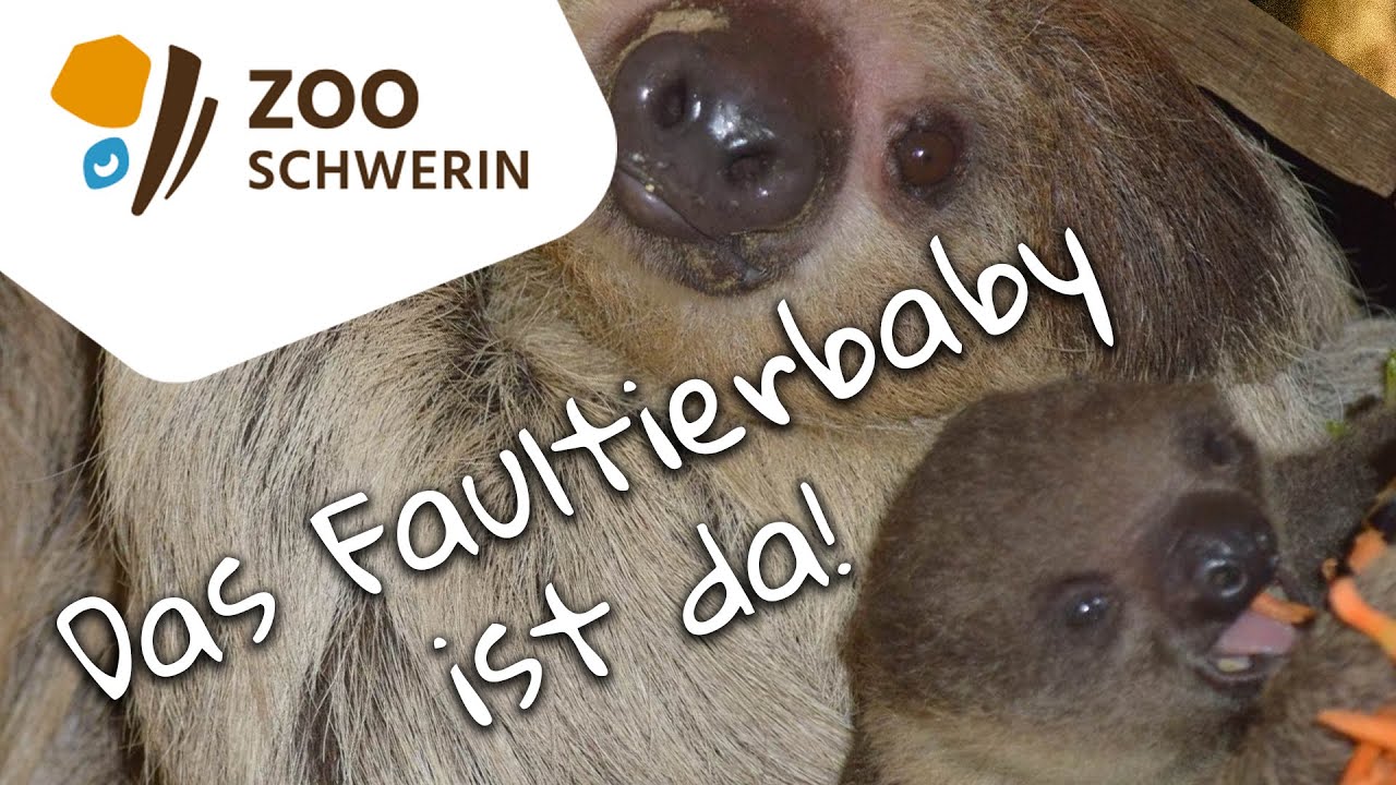 Faultierbaby - Zoo Schwerin - Zooleben 22