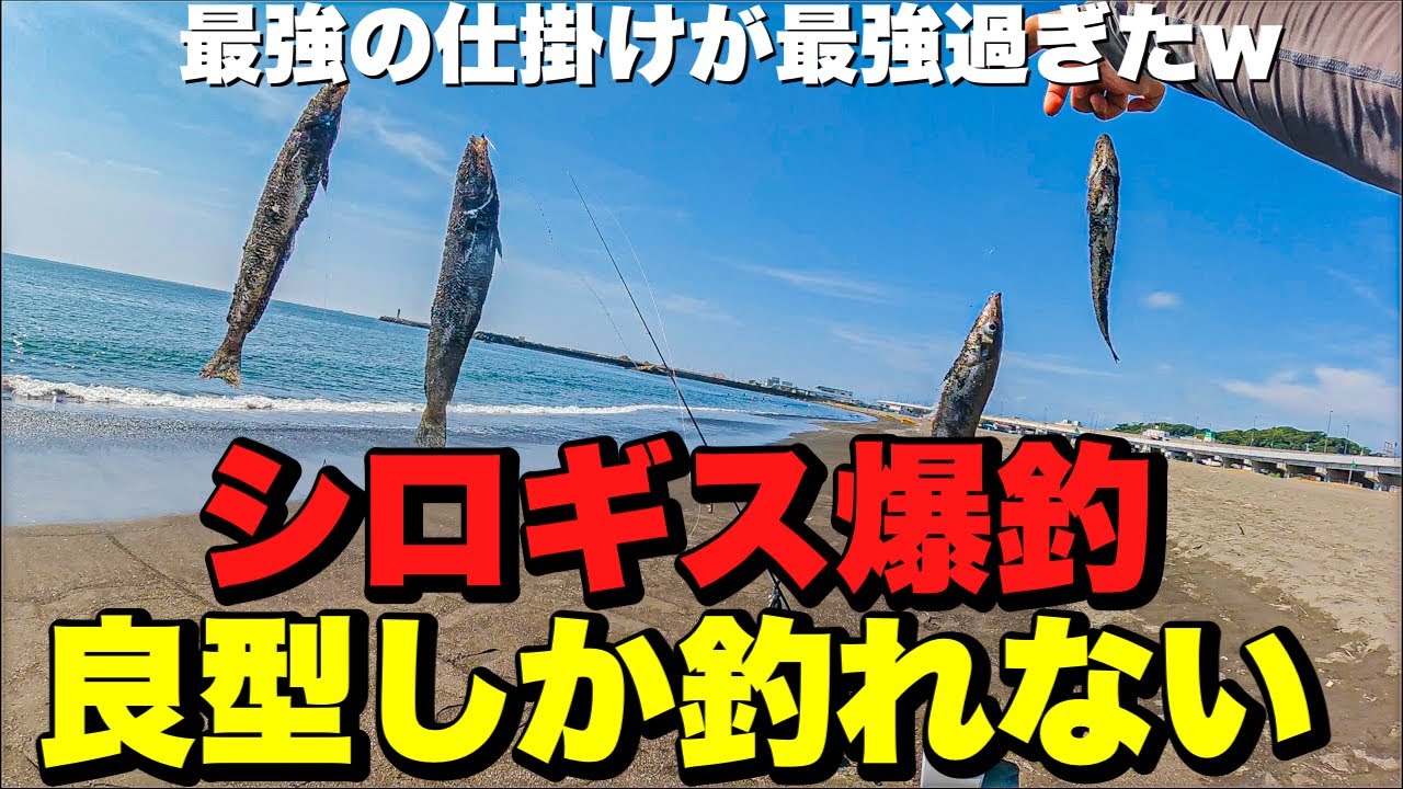 【シロギス爆釣】大磯サーフが凄すぎた！マゴチやメッキも釣れる！