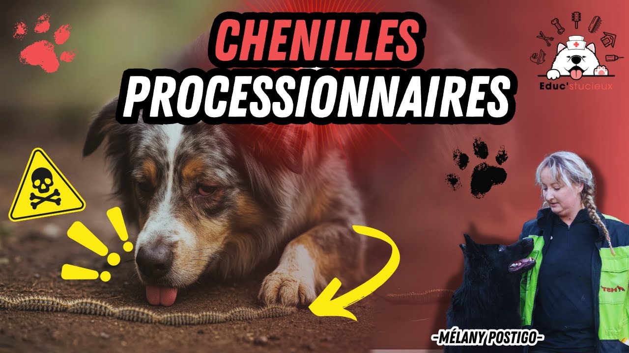 Ces chenilles processionnaires sont dangereuses pour ton chien
