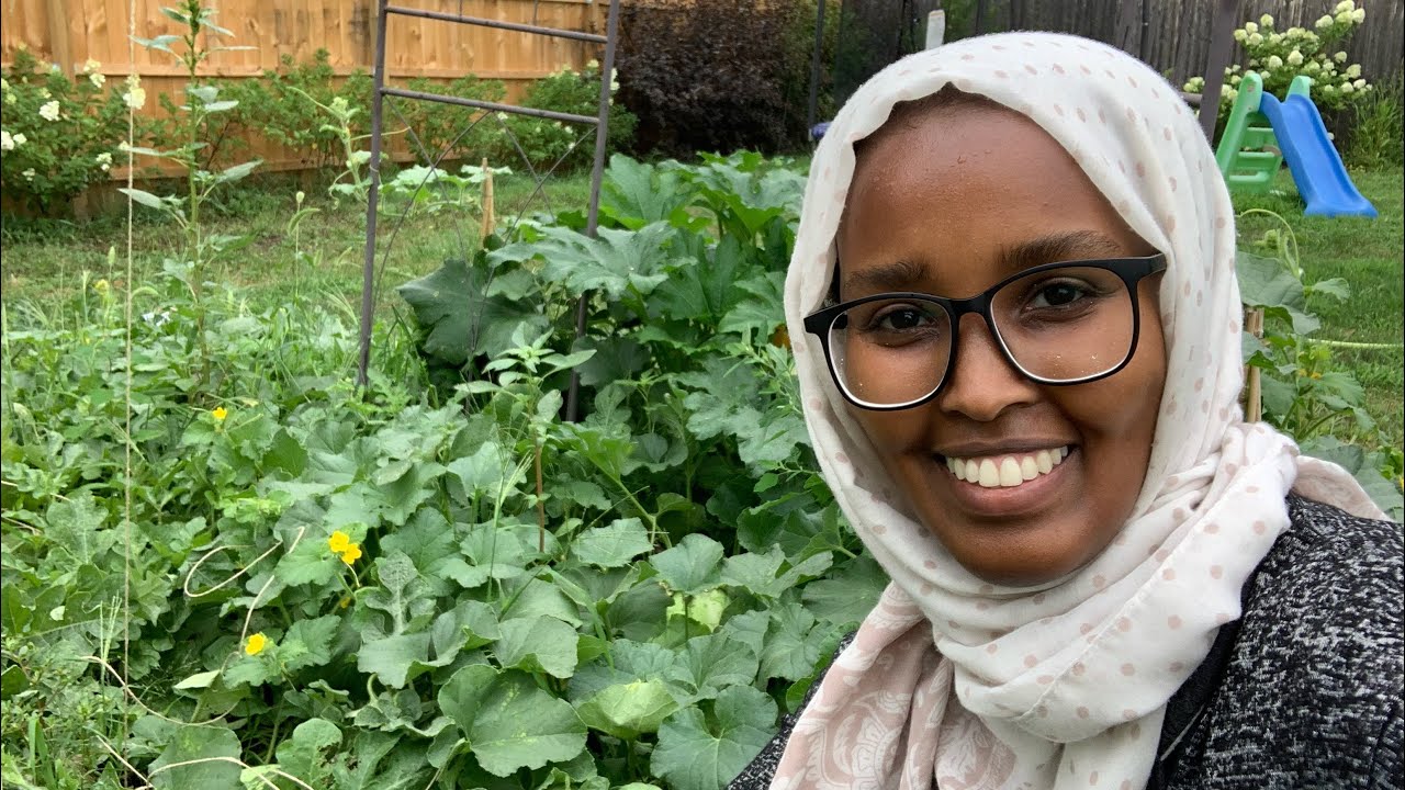 Somali Garden Watermelon Update // Sida Qaraha u Korayo 🍉 💛