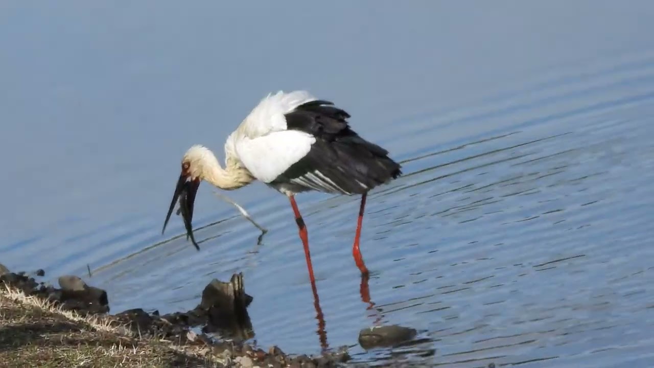 2026　0310  渡良瀬遊水地　コウノトリの食事