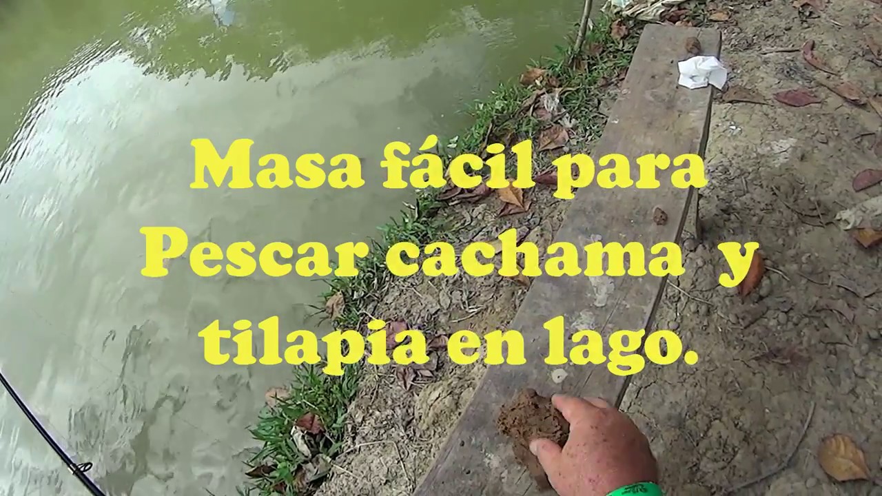 Masa fácil para Pescar cachama  y tilapia en lago