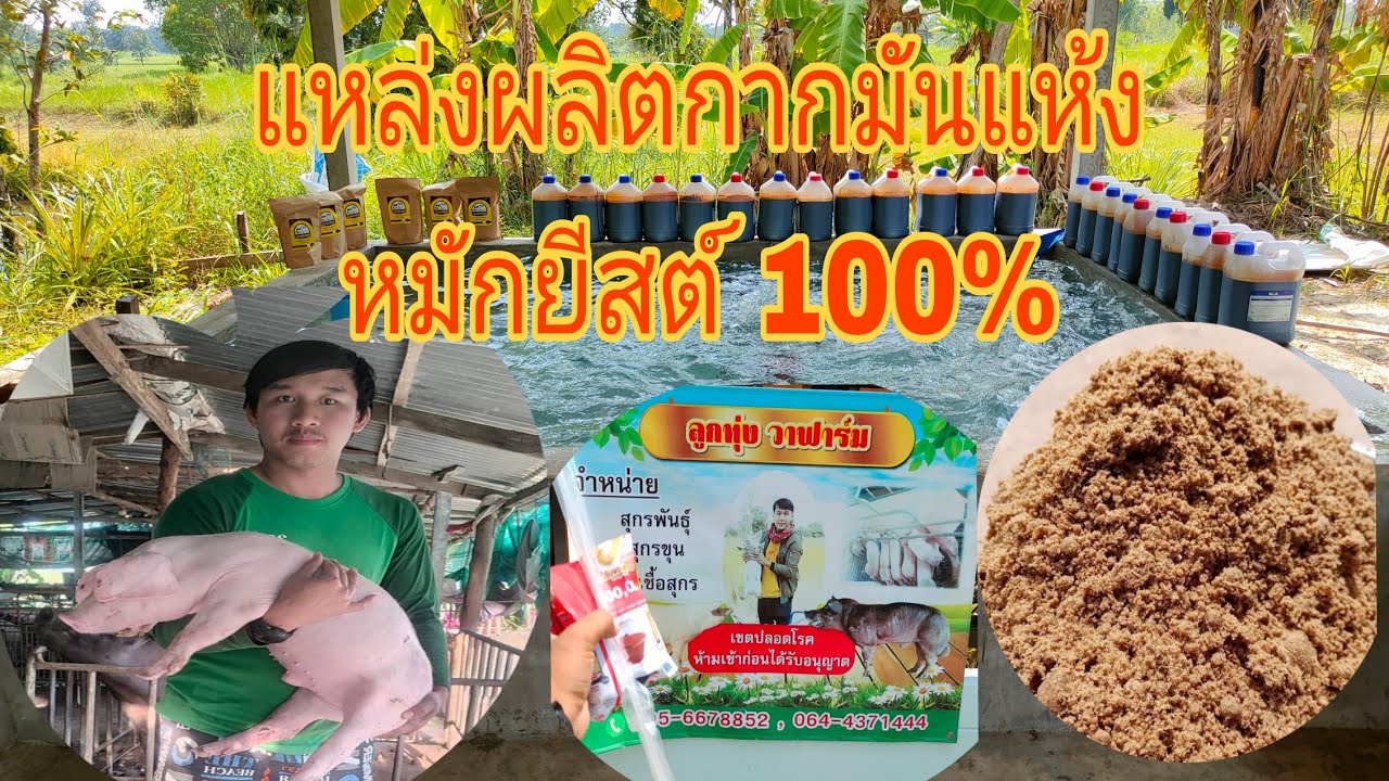 ทำกากมันแห้งหมักยีสต์ ใช้เอง ได้ผลดีลดต้น ทุนอาหารได้มากกว่า50% ใช้ในการเลี้ยงวัว หมู ไก่ เป็ด