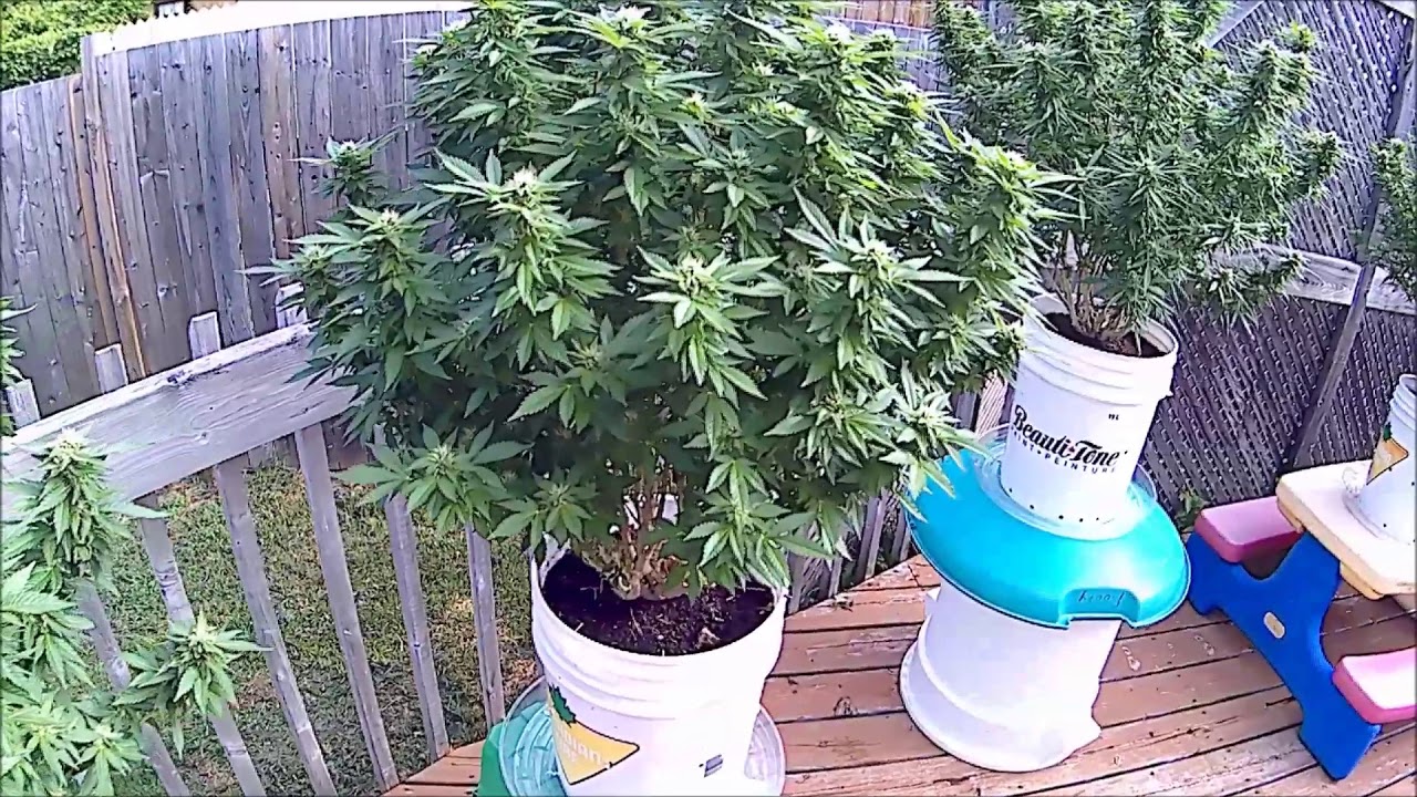 Forcing Cannabis Plants to Flower Early Is Easy! 2020