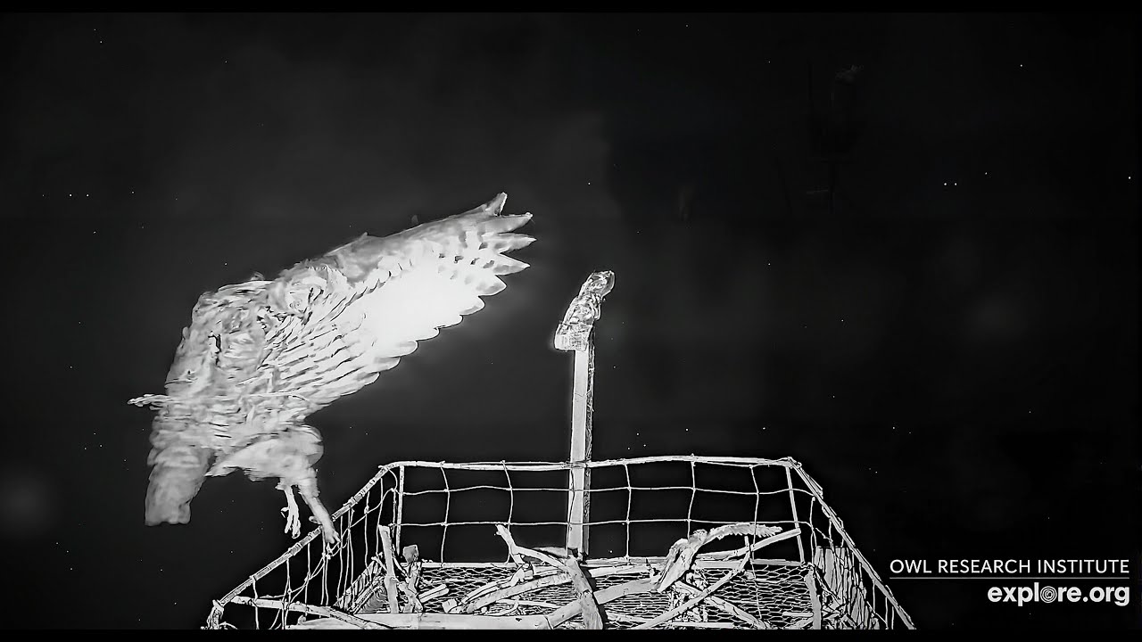 A Great-horned Owl brings prey to the nest at Roger's Place m 2025 09 21 06 23 39 552