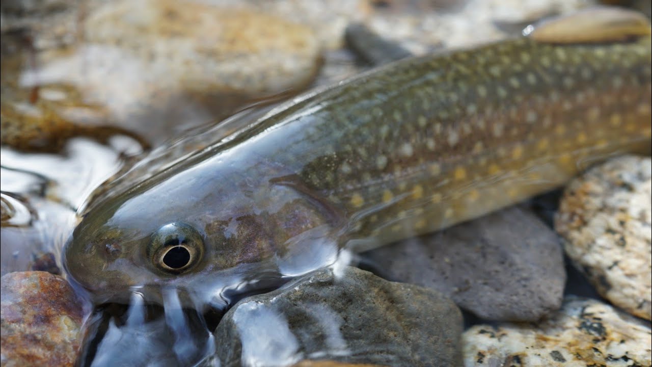 2023 Trout lure fishing in Japan part 2