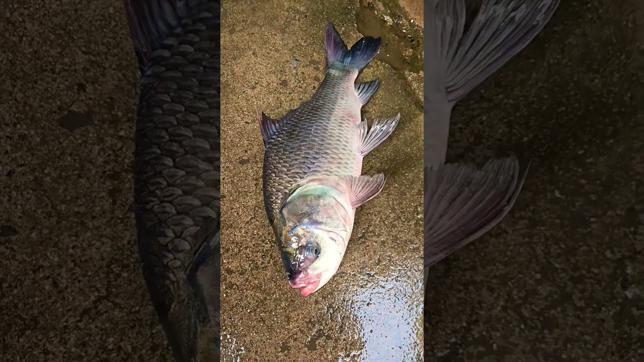 🐠🐍