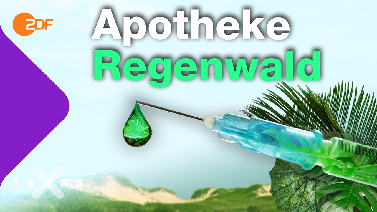 Wie der Regenwald deine Gesundheit schützt | Terra X plus