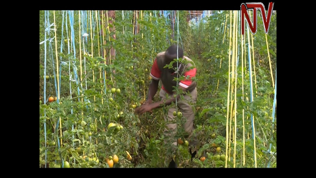 ON THE FARM: Cherop reaps big from innovative tomato growing method