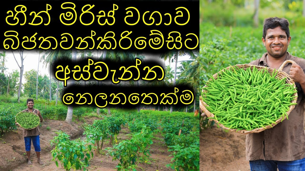 මිරිස් වගාව බීජ තවන්කරන තැනසිට අස්වැන්න නෙලනතෙක්Chili cultivation from seed planting till harvesting