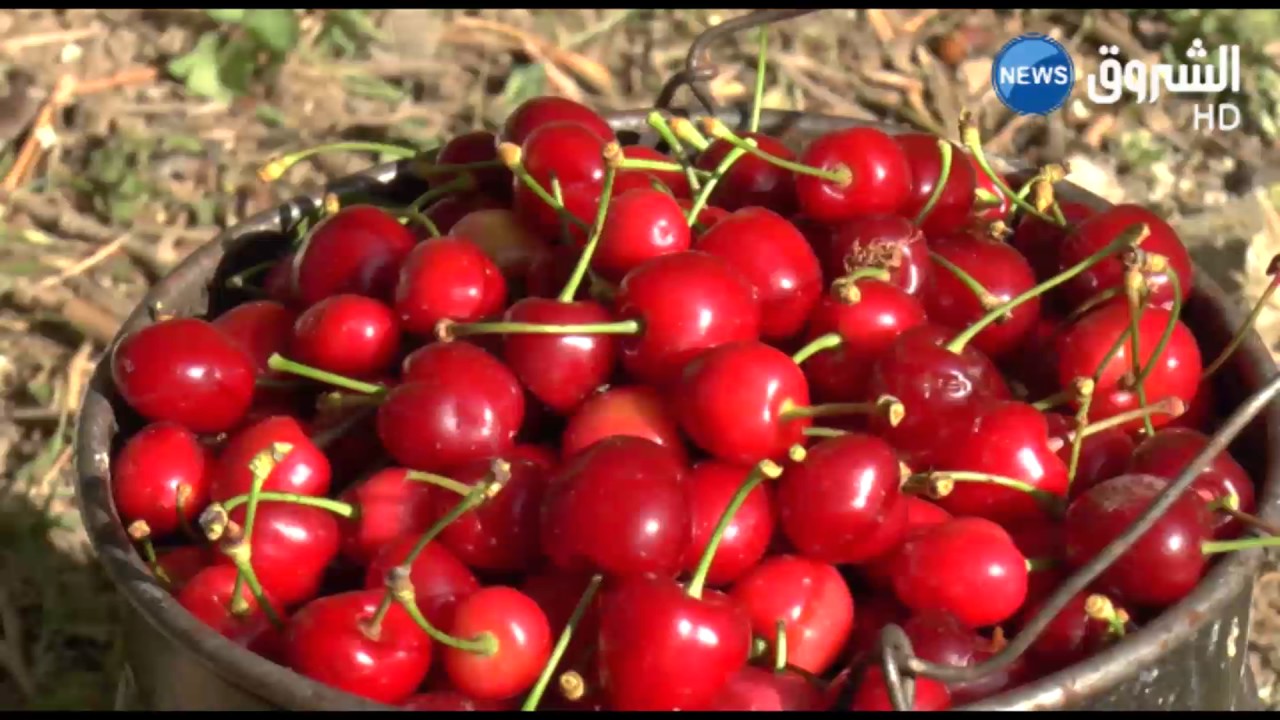 سكيكدة: الكرز...أو