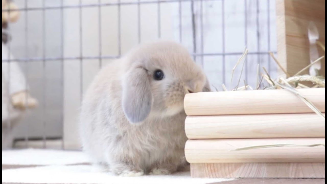 『うさぎ』ホーランドロップの赤ちゃん