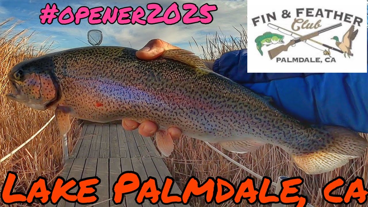 🔥WIDE OPEN WINTER BITE🔥 FISHING FIN AND FEATHER TROUT OPENER JAN 2025 | LAKE PALMDALE CA🎣🤙🏼 #BBAKREW