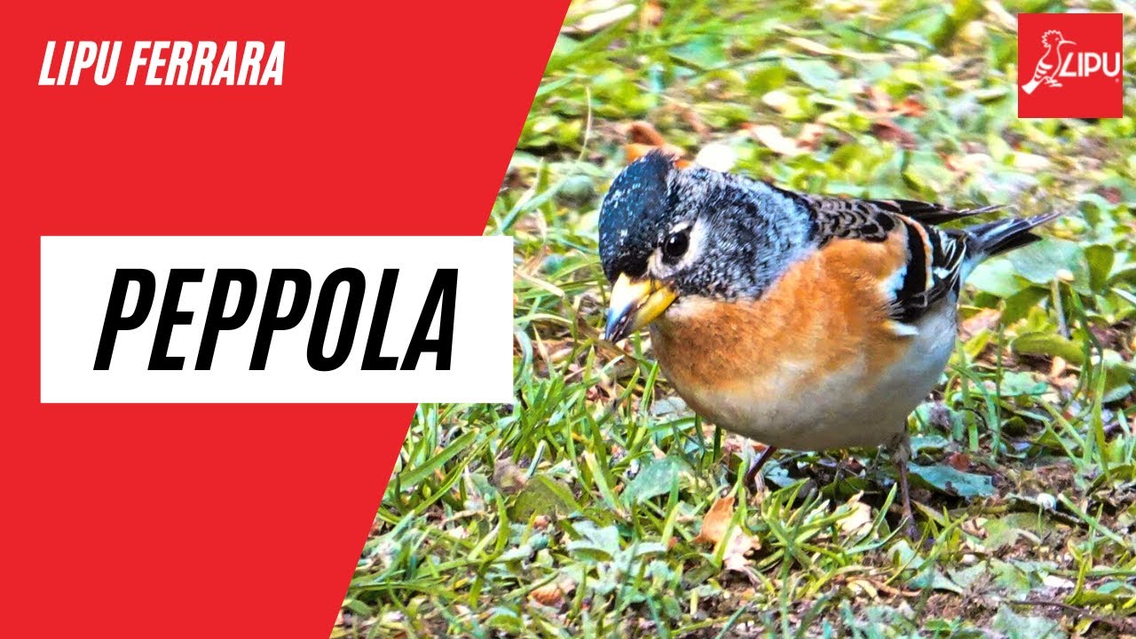 Lipu Ferrara - Peppola