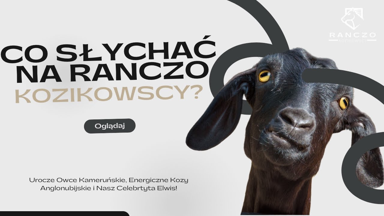 Urocze Owce Kameruńskie, Energiczne Kozy Anglonubijskie i Nasz Celebrtyta Elwis!