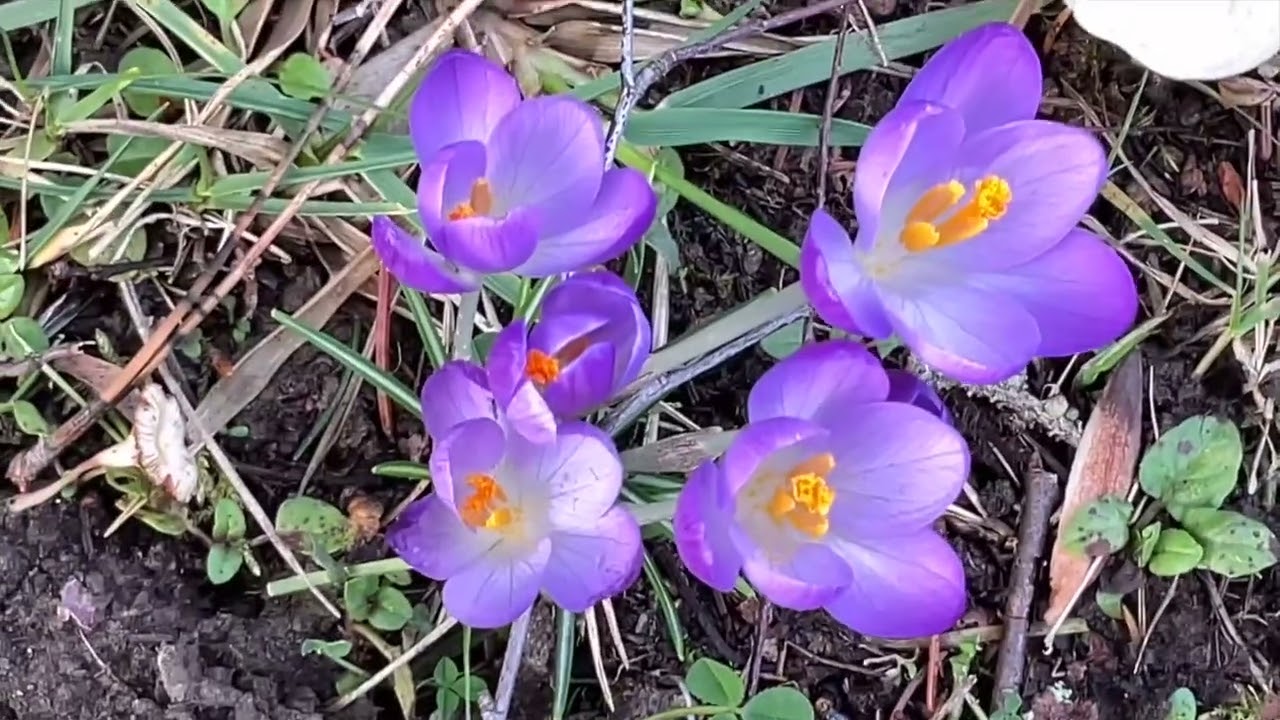 Floraison du 8 Février de l'année 2026 Parfum et boudins donnent le ton
