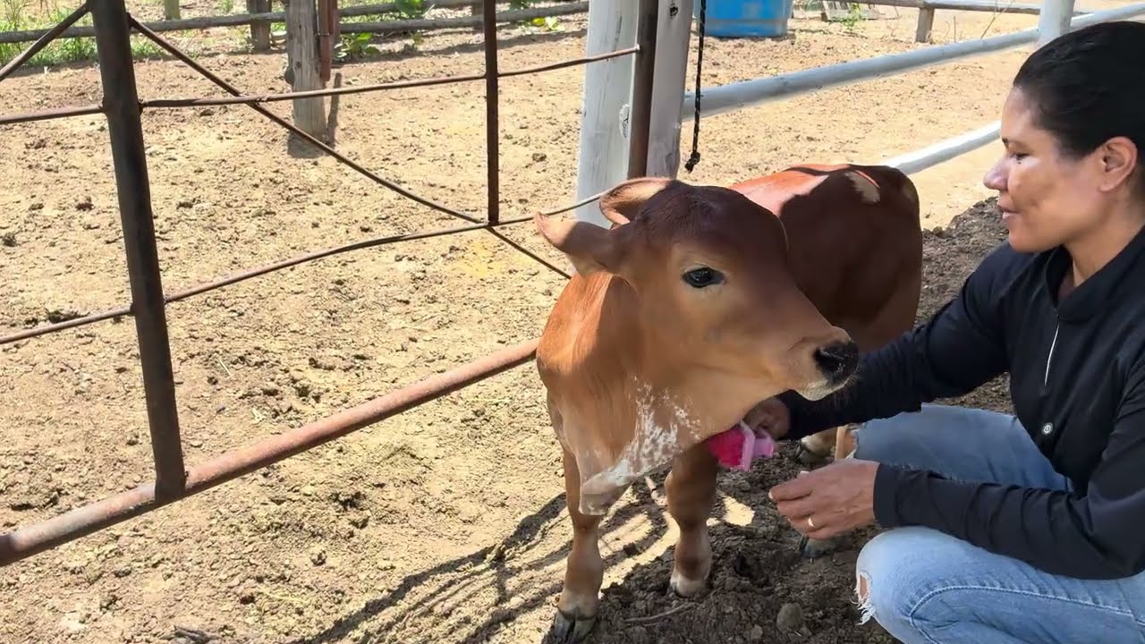 BEZERRO TALISMÃ FUGIU + PINTEI O CURRAL 