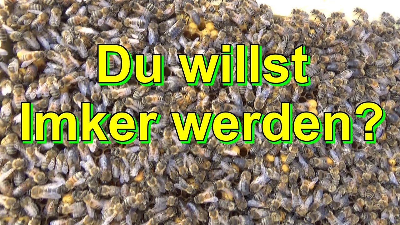 Du willst Imker werden?