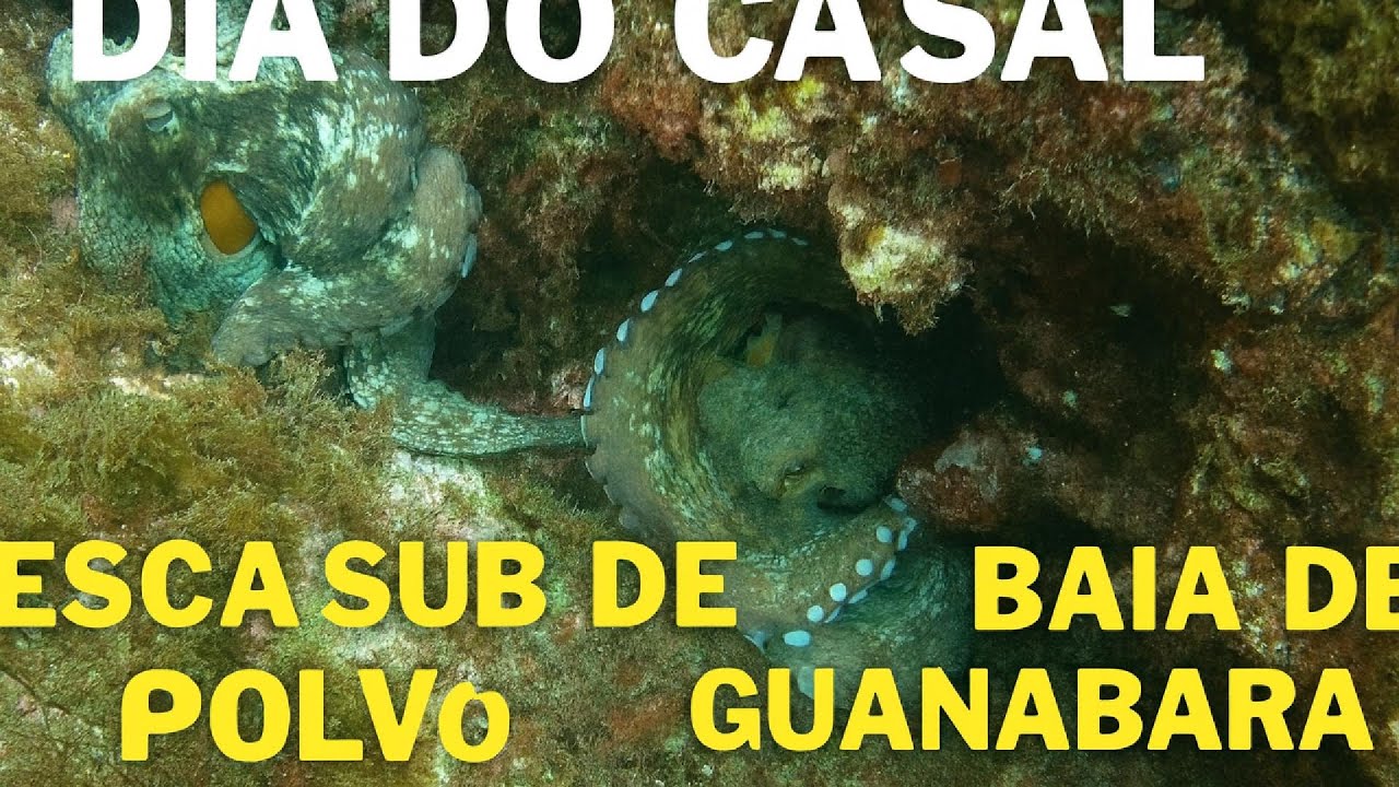 Dia do casal, pesca sub polvo baia de guanabara!