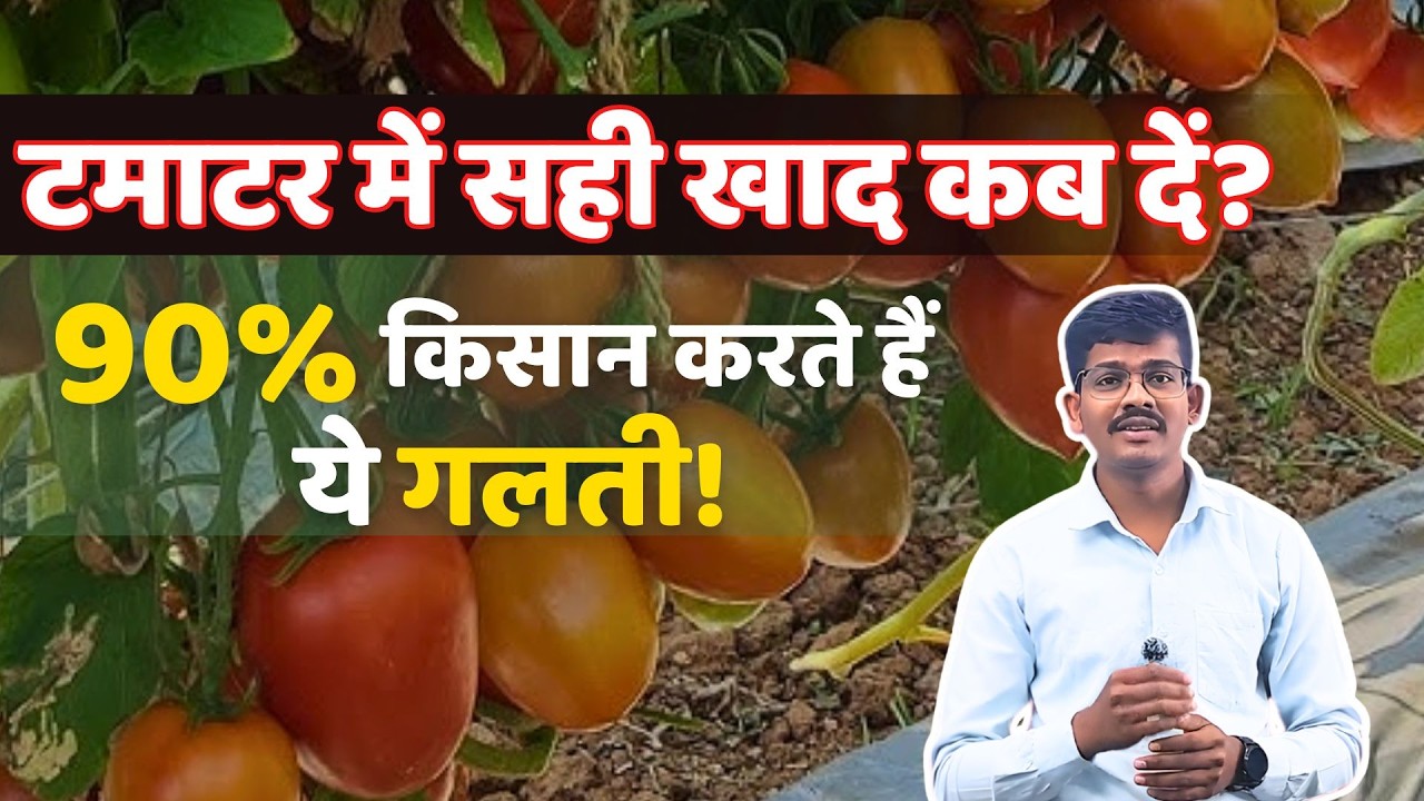 30–45 दिन में टमाटर की सेटिंग बढ़ाने का पक्का तरीका | Tomato farming | part- 3