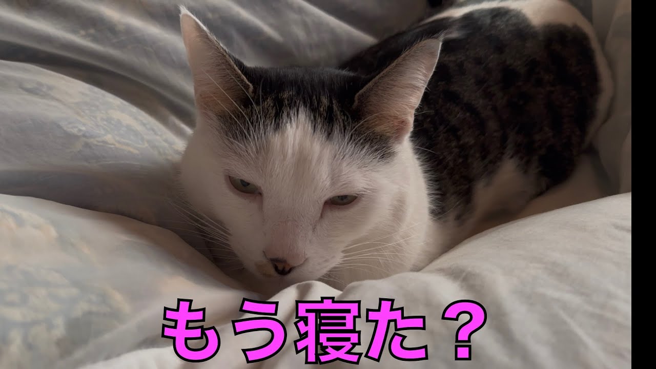 保護猫ナターシャの531日目：数秒で熟睡か？