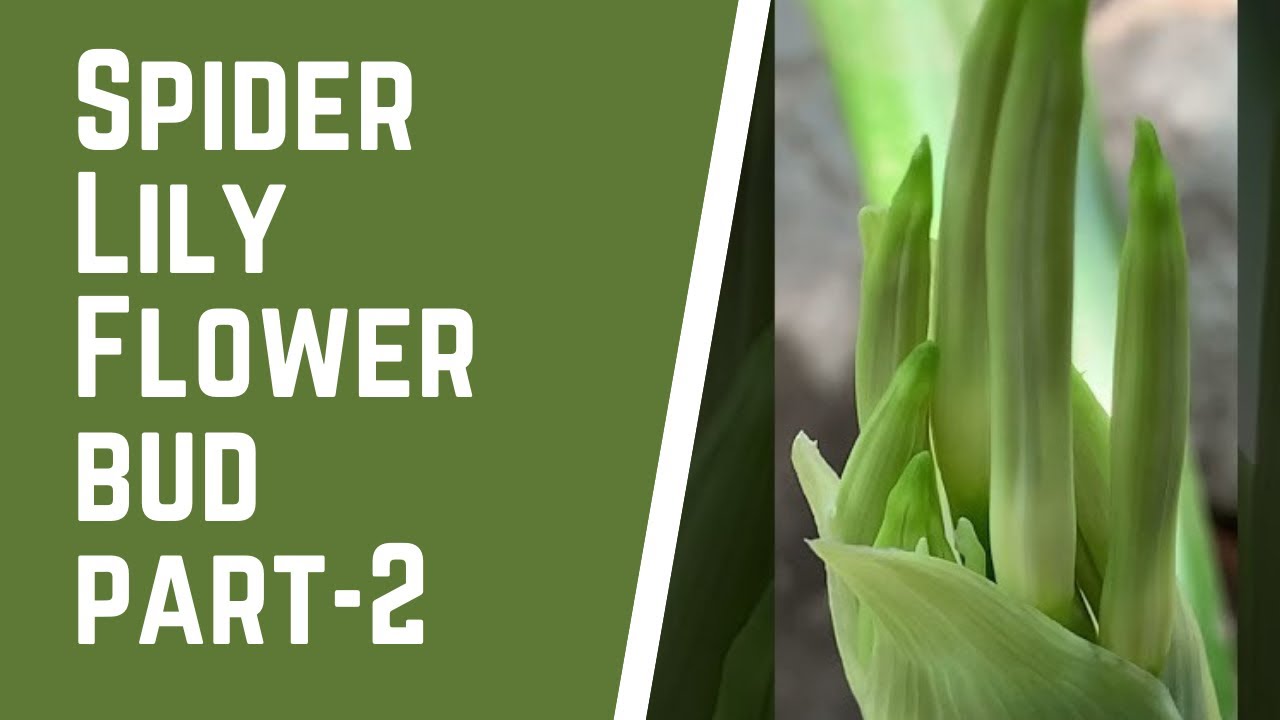 SPIDER LILY BUD PART 2 #shorts #lily #whiteflower #spiderlily #plants #itsallaboutnature