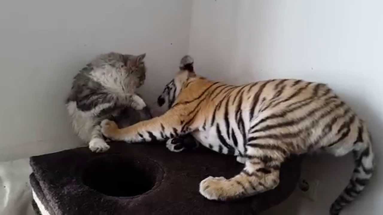 Tiger cub playing with a house cat!