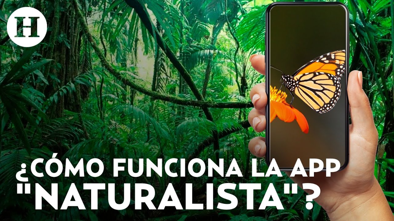 Naturalista: Conoce la app que identifica flora y fauna a través de fotografías