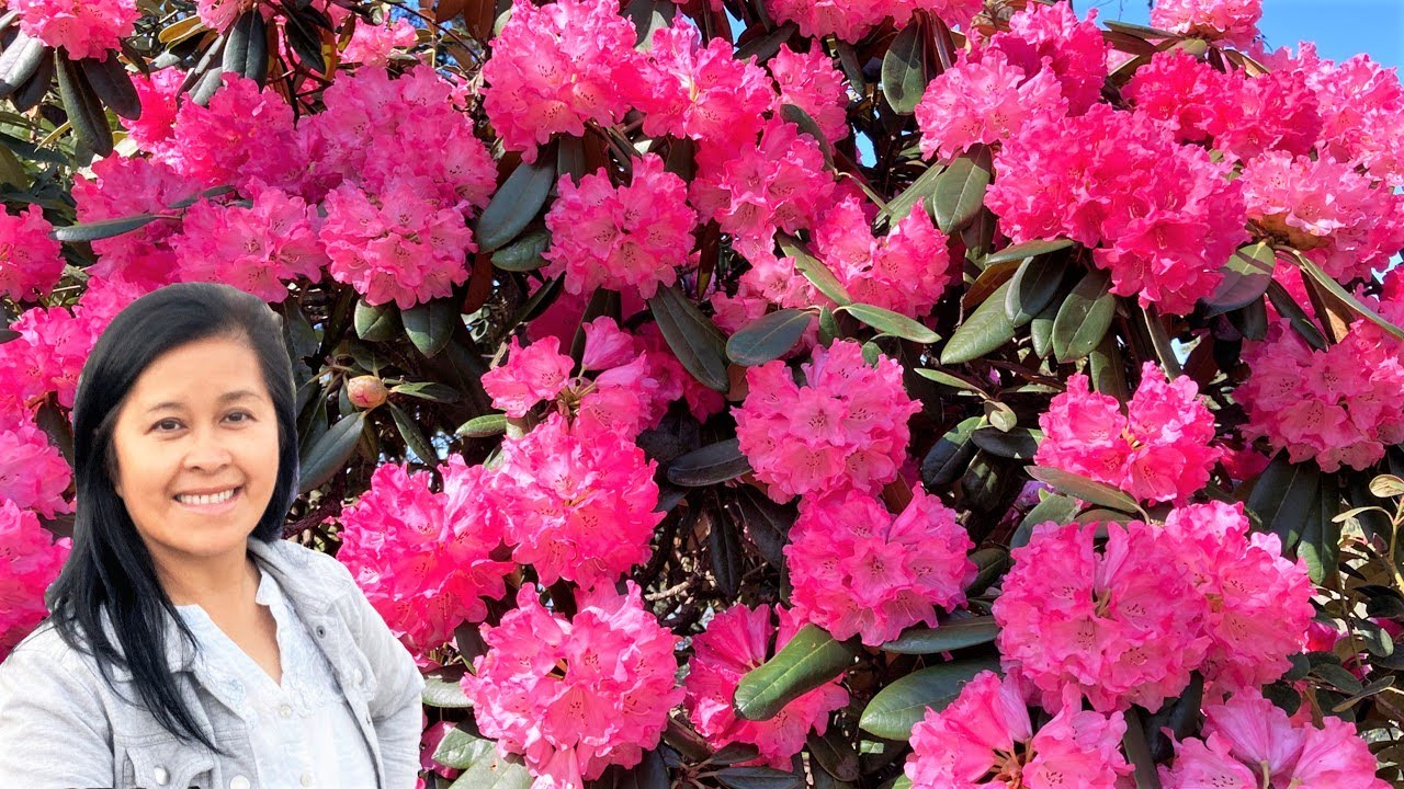 Rhododendron Garden- beautiful peaceful oasis!