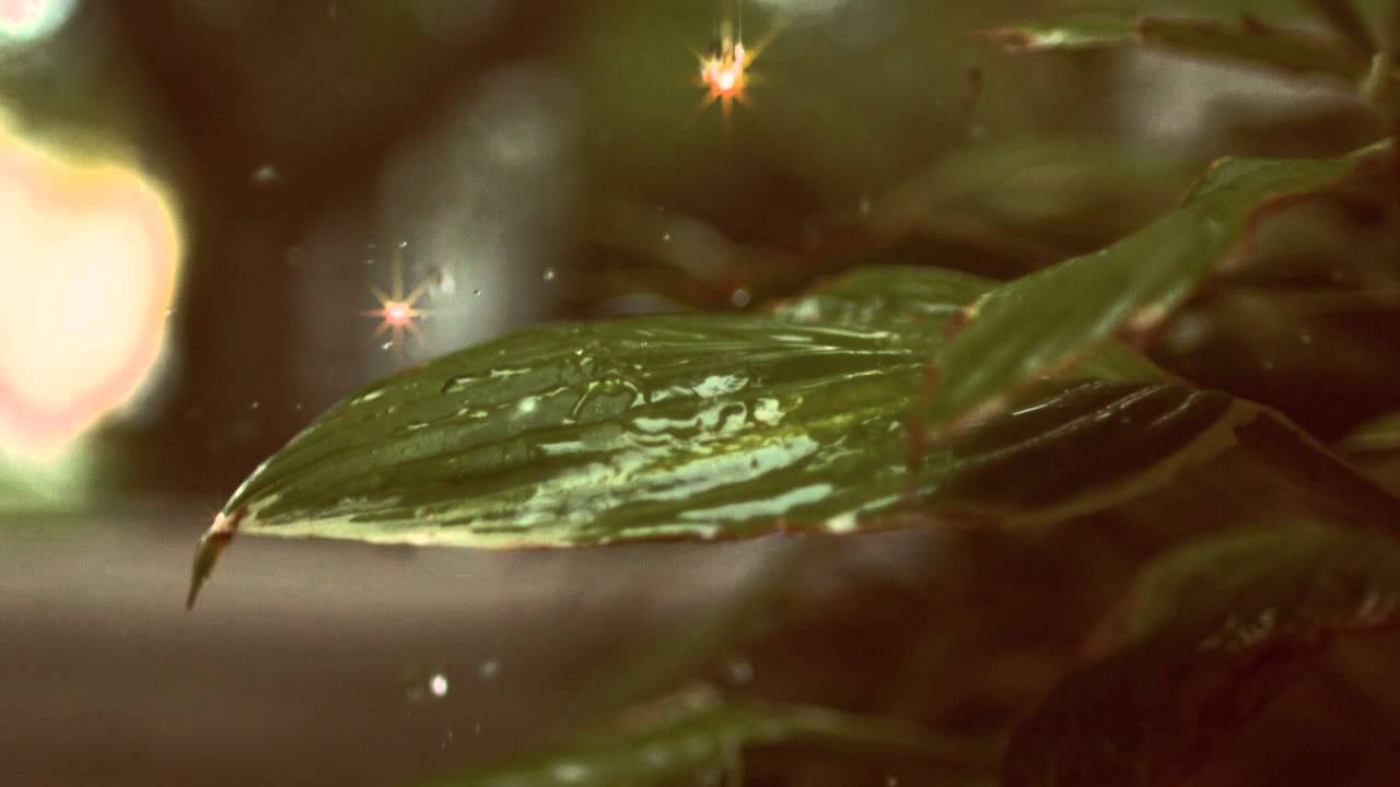 Slow Motion & Timelapse