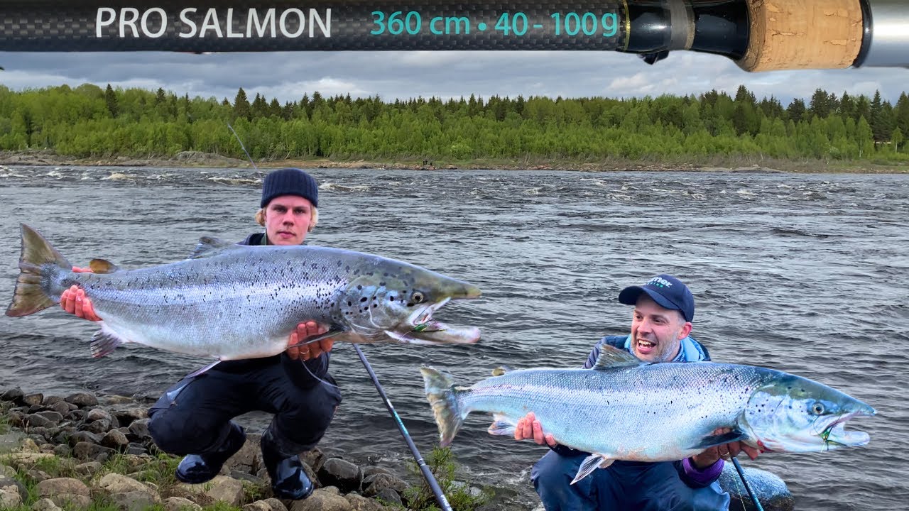 Viileä Vesi Toi Lohet Rantaan - Tätä On Lohenkalastus - Tornionjoki - Spinfluga - Punttikalastus