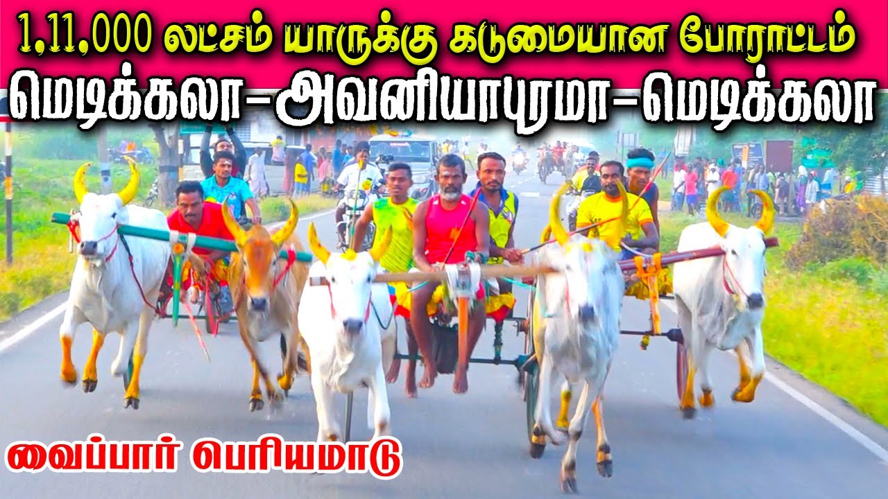 வைப்பார் பெரியமாடு தூத்துக்குடி மா 04/01/2023 vaippar  ksk rekla race