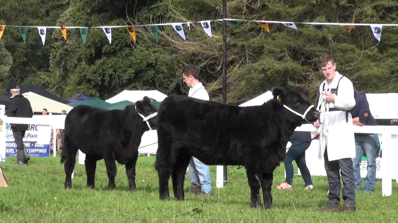 Irish Angus YDP Showmanship Awards 2016
