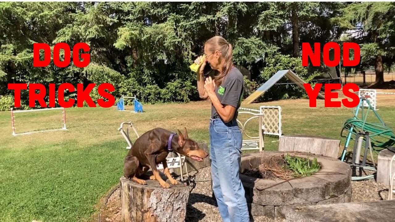 The Surprising Trick to Train Your Dog to Nod Yes in Minutes
