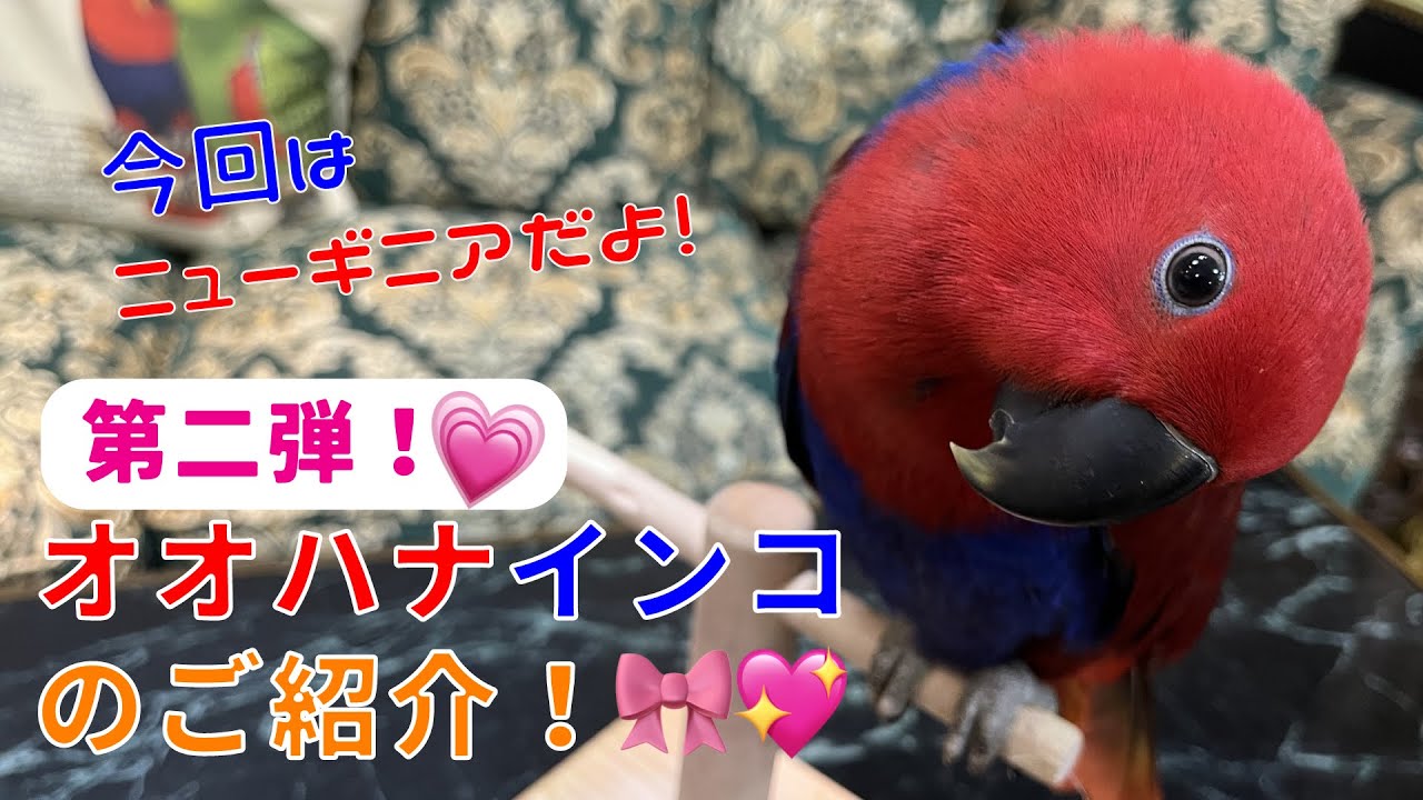【えとぴりかOSAKA】第二弾！オオハナインコの紹介！【ニューギニアオオハナインコ】
